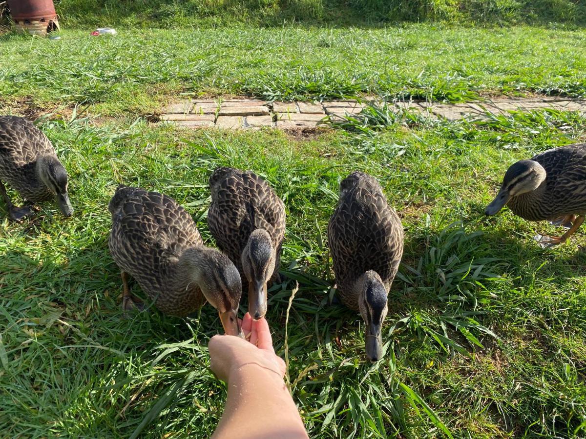Pukeatua Farmstay Waimauku Kültér fotó