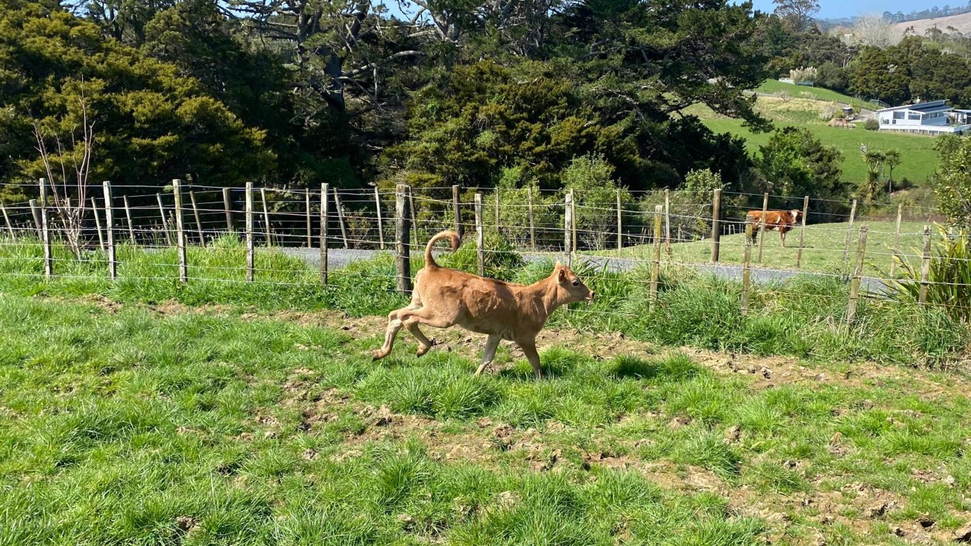 Pukeatua Farmstay Waimauku Kültér fotó
